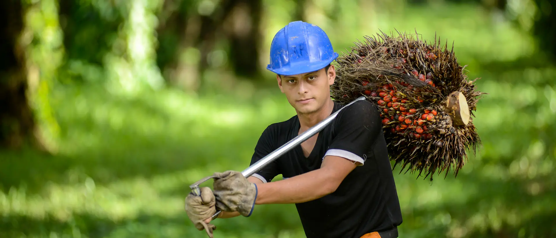 Pracownik w niebieskim kasku, niosący owoce palmy na plantacji palm