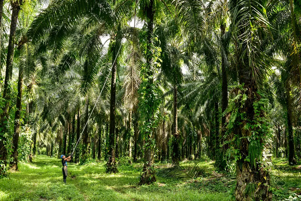 Plantacja drzew palmowych